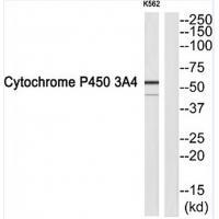 Cytochrome P450 3A4 Antibody