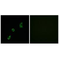 FGF23 Antibody