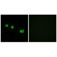 GBP1 Antibody