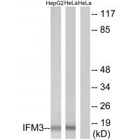 IFM3 Antibody 