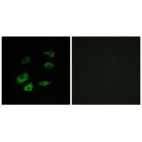 Cyclosome 1 Antibody