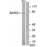 BARD1 Antibody