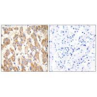 BAX Antibody