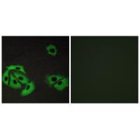 BAX Antibody