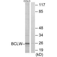 BCLW Antibody