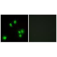 GA45G Antibody