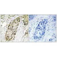 GA45G Antibody