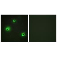 GRAH Antibody