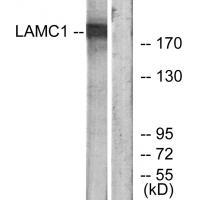 LAMC1 Antibody