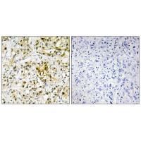 LEG4 Antibody
