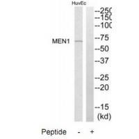 MEN1 Antibody