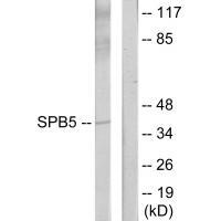 Serpin B5 Antibody