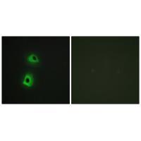 T3JAM Antibody
