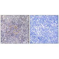 XRCC3 Antibody