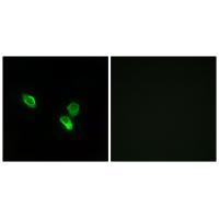 MRPS18C Antibody