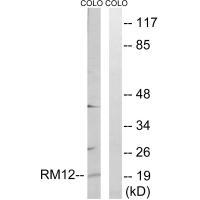 MRPL12 Antibody