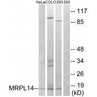 MRPL14 Antibody 