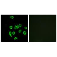MRPL32 Antibody