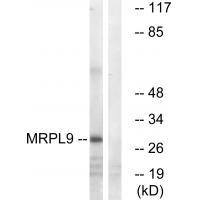 MRPL9 Antibody 