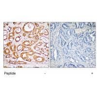 RPS19 Antibody