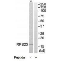 RPS23 Antibody