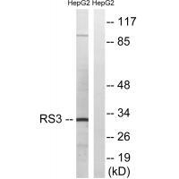 RPS3 Antibody