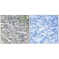 MP68 Antibody