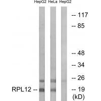 RPL12 Antibody