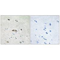 RL39L Antibody
