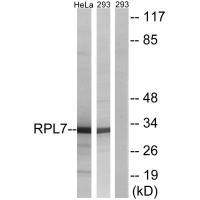 RPL5 Antibody