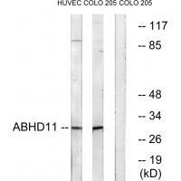 ABHD11 Antibody