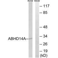 ABHD14A Antibody