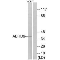 ABHD9 Antibody