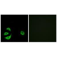 ACOT8 Antibody 