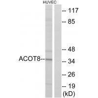 ACOT8 Antibody 