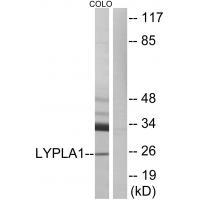 LYPLA1 Antibody 