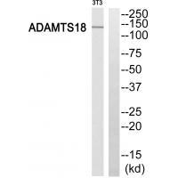 ADAMTS18 Antibody