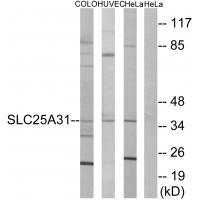 SLC25A31 Antibody
