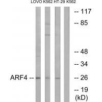 ARF4 Antibody 