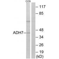 ADH7 Antibody