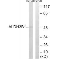 ALDH3B1 Antibody