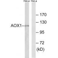 AOX1 Antibody 