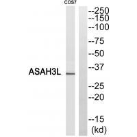 ASAH3L Antibody