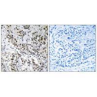 APBB2 Antibody