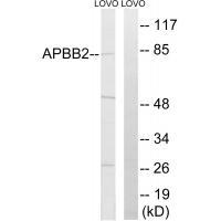 APBB2 Antibody