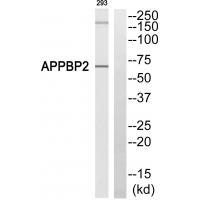 APPBP2 Antibody