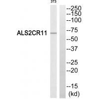 ALS2CR11 Antibody