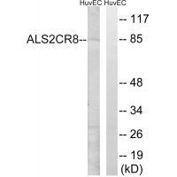 ALS2CR8 Antibody