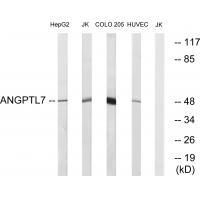 ANGPTL7 Antibody 