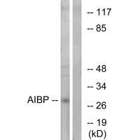 AIBP Antibody